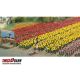Busch 1206 Tulpen 120 Stück in 5 verschiedenen Farben H0