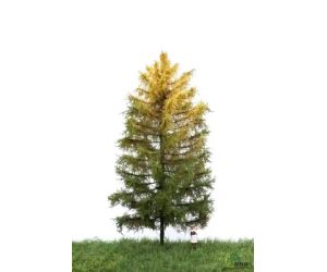 MBR 52-4303 Grosse Lärche in Herbstfarben - Ansicht 1