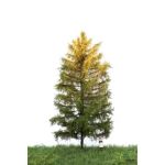 MBR 52-4303 Grosse Lärche in Herbstfarben - Ansicht 1