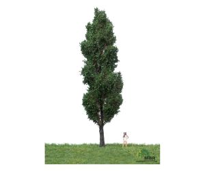 MBR 51-2207 Grosse Italienische Pappel - Ansicht 1