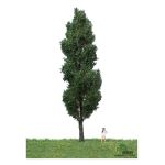 MBR 51-2207 Grosse Italienische Pappel - Ansicht 1