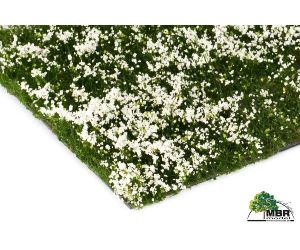 MBR 50-2003 Blumen, Schnittblumen Rosa H0