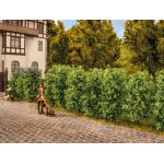 NOCH 21547 21547 Thuja-Hecke 'Immergrün'