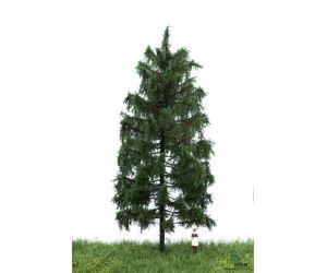 MBR 51-4306 Stattliche Sommer- Fichte 18-22cm - Ansicht 1