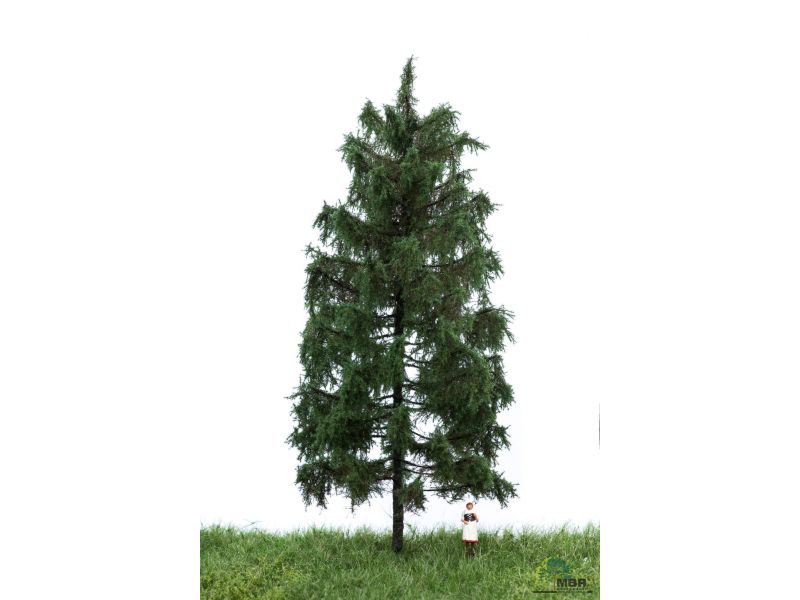 MBR 51-4306 Stattliche Sommer-  Fichte 18-22cm