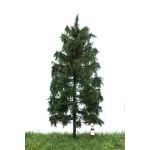 MBR 51-4306 Stattliche Sommer- Fichte 18-22cm - Ansicht 1