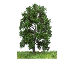 MBR 51-2302 Stattliche Buche Sommer, 18-22 cm - Ansicht 1