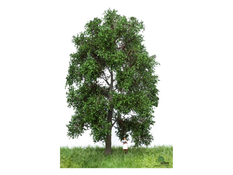 MBR 51-2302 Bouleau d'été imposant, 18-22 cm