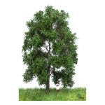 MBR 51-2302 Stattliche Buche Sommer, 18-22 cm - Ansicht 1