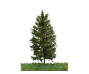 MBR 51-4303 Europäische Lärche Sommer, 18-22 cm - Ansicht 1