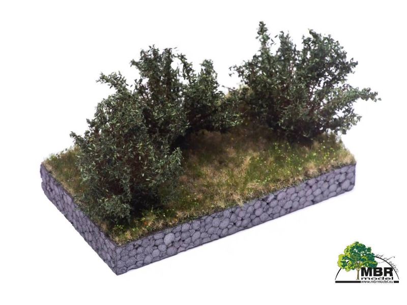 MBR 50-3006 Buissons de taille moyenne, vert foncé