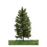 MBR 51-4303 Europäische Lärche Sommer, 18-22 cm