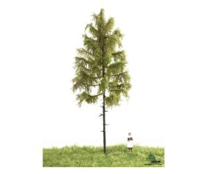MBR 51-4302 Europäische Waldlärche Sommer, 18-22 cm - Ansicht 1