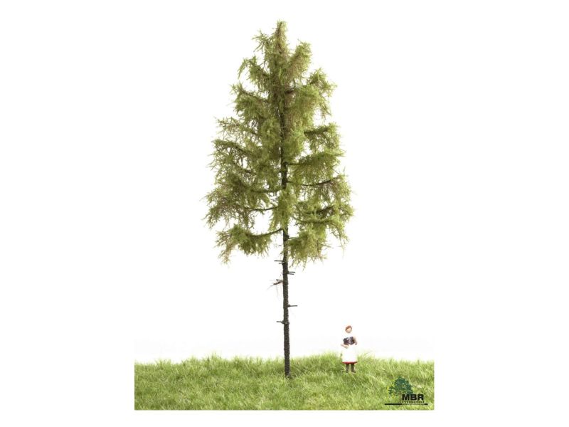 MBR 51-4302 Europäische Waldlärche Sommer, 18-22 cm