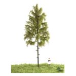 MBR 51-4302 Europäische Waldlärche Sommer, 18-22 cm - Ansicht 1