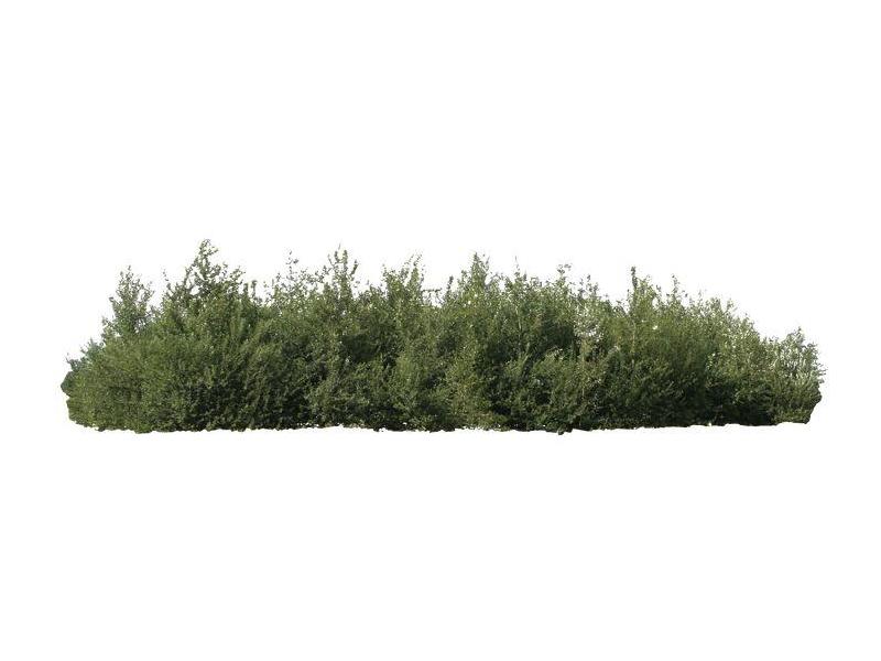 MBR 50-5014 Buissons vert moyen