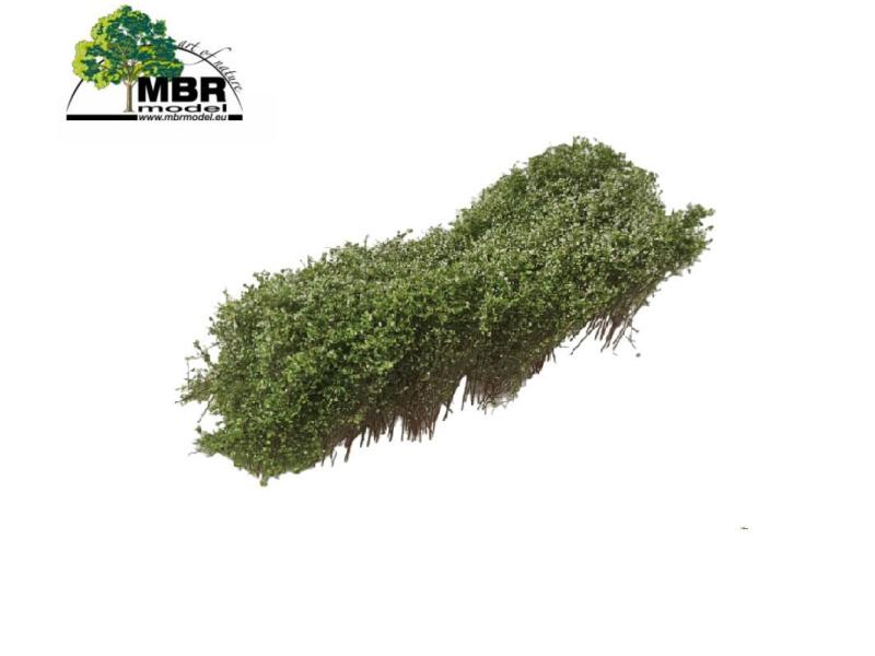 MBR 50-5016 Buissons, en fleurs blanches