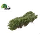 MBR 50-5016 Sträucher, weiss blühend