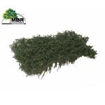 MBR 50-5013 Sträucher, dunkelgrün blühend