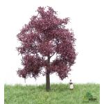 MBR 51-2214 Blutbuche blühend 12-16cm