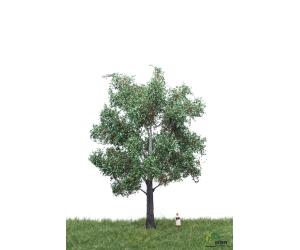 MBR 51-2305 Silber Pappel 18 - 22 cm - Ansicht 1