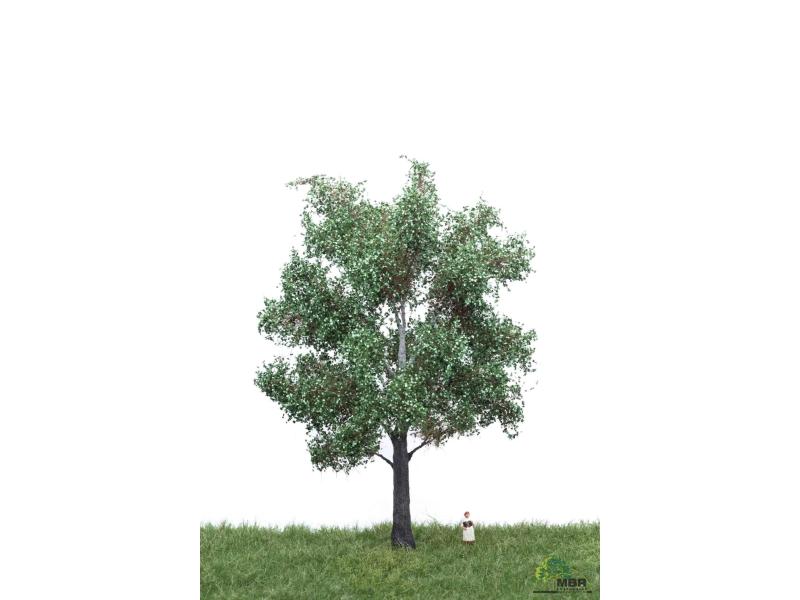 MBR 51-2305 Silber Pappel 18 - 22 cm