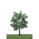 MBR 51-2305 Silber Pappel 18 - 22 cm