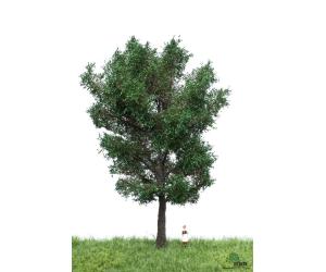 MBR 51-2306 Kandadische Pappel 18 - 22 cm - Ansicht 1