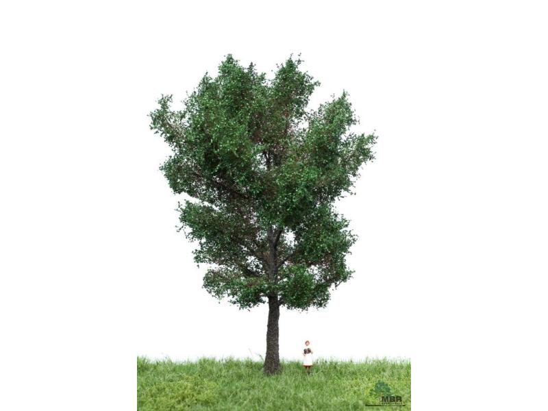 MBR 51-2306 Peuplier canadien 18 - 22 cm