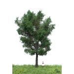 MBR 51-2306 Kandadische Pappel 18 - 22 cm - Ansicht 1