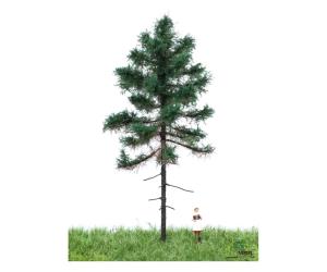 MBR 51-4201 Schweizer Weisstanne 12-16cm - Ansicht 1