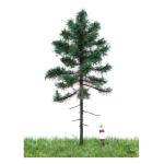 MBR 51-4201 Schweizer Weisstanne 12-16cm