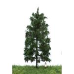MBR 51-4106 Waldfichte grün, 10cm - Ansicht 1