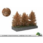 MBR 50-4020 Grosse Herbstbüsche 7-11cm