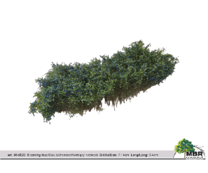 MBR 50-5020 Sträucher mit blauen Blüten