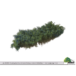 MBR 50-5020 Sträucher mit blauen Blüten