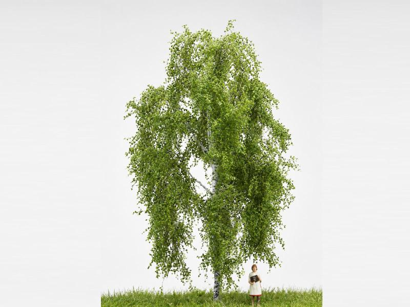 MBR 51-2201 Grand bouleau pleureur (Betula pendula) H0