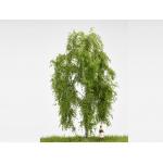 MBR 51-2201 Grosse Hängebirke (Betula pendula) H0 - Ansicht 1