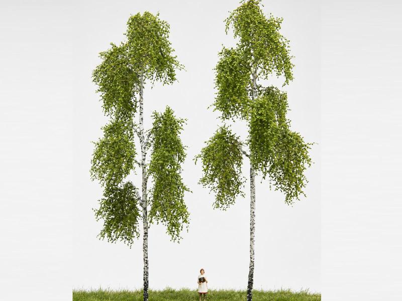 MBR 51-2313 Set di Betulle. 2 Alberi in H0